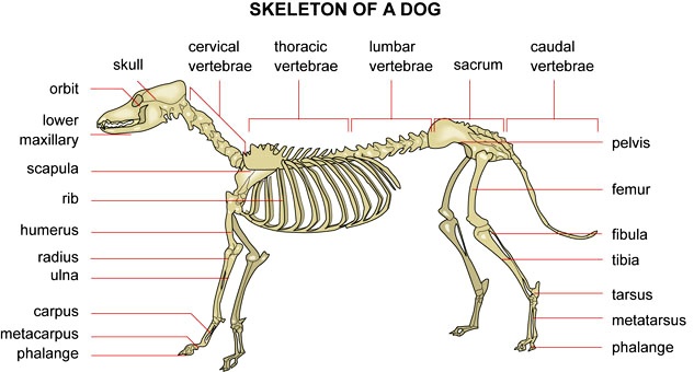 dog vs skeleton