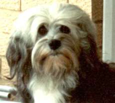 Head shot of Aust. Ch. Coxnco hi Falutin