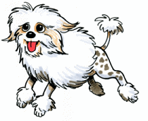 Dolly, owned by Lorraine Chippindale