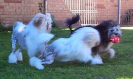 Dolly at play with her son Denny and Solo