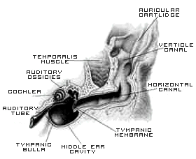 Sketch of ear