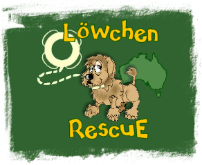 Lowchen Rescue in Australia
