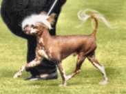 Spike, aged four years