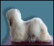 Australian Champion Amesen Parti Doll - Click here to view larger photo!