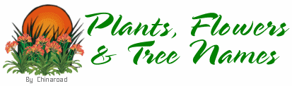 Plants, Flowers & Tree Names