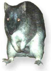 a bandicoot; near Townsville, Qld; image source: NF