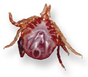 lateral view of Ixodes holocyclus female, barely engorged; source: NF, 1999