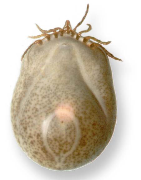 Ixodes holocyclus female, fully engorged and gravid, ie bearing eggs; image source: NF