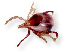 Ixodes holocyclus female, very early engorgment; source: NF, 1999