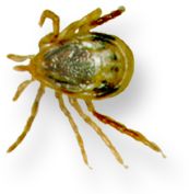 Ixodes holocyclus female, before engorgement; palps happen to be splayed, scutum less darkly distinct but marginal groove prominent caudally, image source: NF