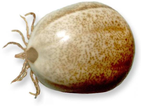 dorsal view of Ixodes holocyclus female, fully engorged and gravid; source: NF, 1999