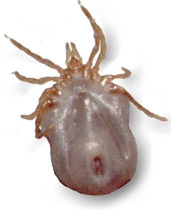 Ixodes holocyclus, female, half engorged, ventral aspect; source: NF, Wollongong, 1999