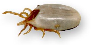 lateral view of Ixodes holocyclus female, partly engorged; source: NF, 1999