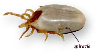 lateral view of Ixodes holocyclus female, showing spiracle