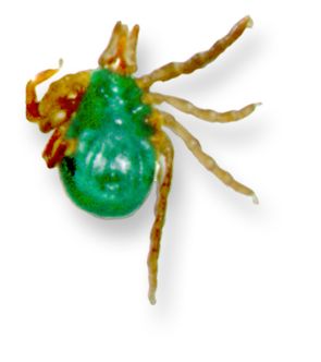 non-engorged female adult Ixodes holocyclus; source: NF, 2000