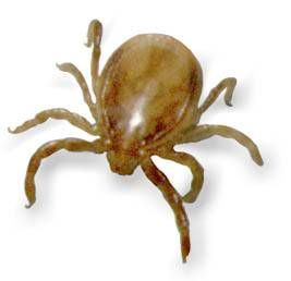 Ixodes holocyclus male; this tick was alive and walking in search of a female; the scutum covers nearly all of the dorsum; the scutum appears to take on a shiny marbled appearance under the photographic flash light source; source: Wollongong, NF, Oct 99