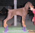 Dobe Puppy - first time on a SHOW STACKER