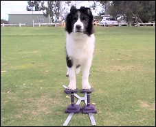 Superb Border Collie puppy in training
